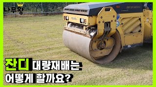 국내에서 잔디 재배하여 유통하는 과정 (국내 잔디 유통 과정, 국내 잔디, 잔디 유통, 잔디 재배, 잔디 농…