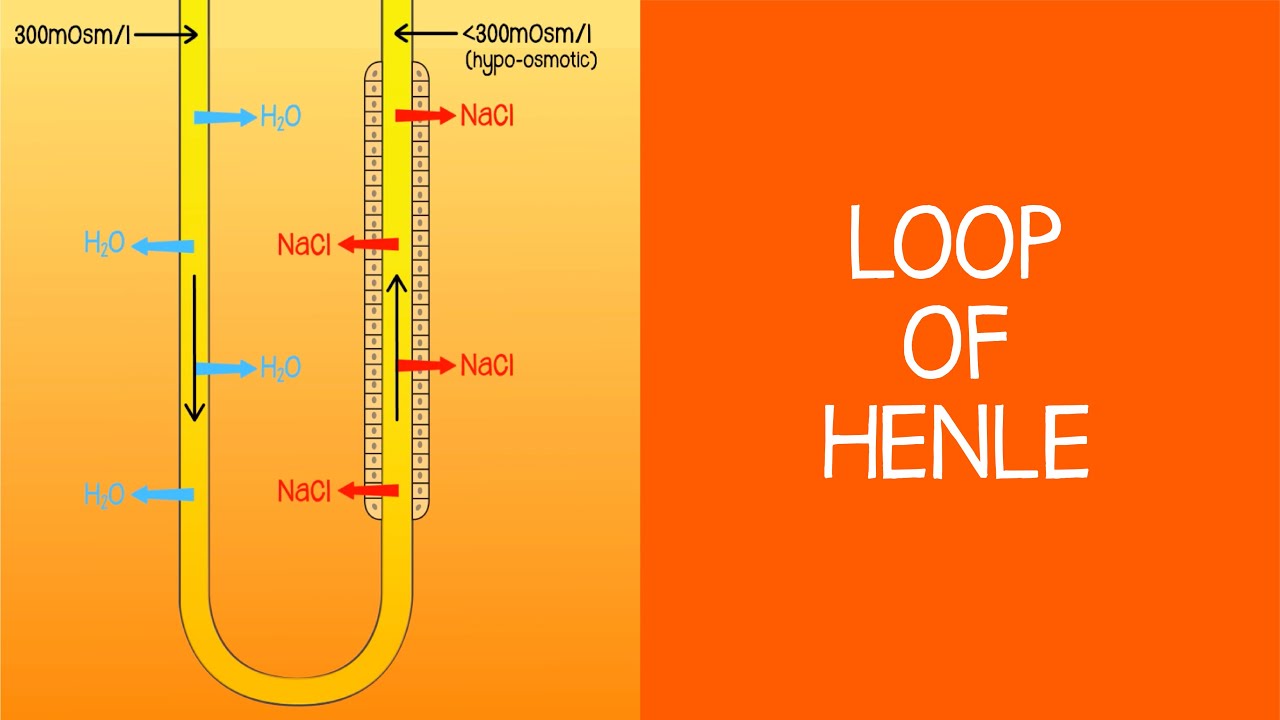 2.4 Renal: Loop of Henle