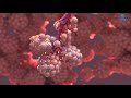 Alveoli 3D Medical Animation