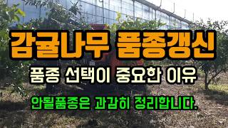 감귤나무 풍종갱신 품종선택이 중요한 이유 산지폐기 귀농귀촌