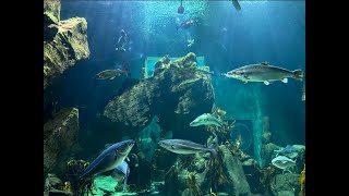 Kelp Tank Relax - Macduff Marine Aquarium