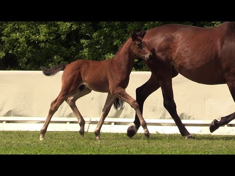 07 HF Bon Coeur - Hotline