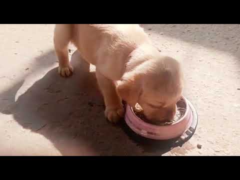 Dil hai chota sa, choti si asha... Iris - Our Puppy Princess She is so hungry and so adorable 🤗🤗
