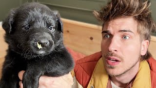My Puppies Are Sick!