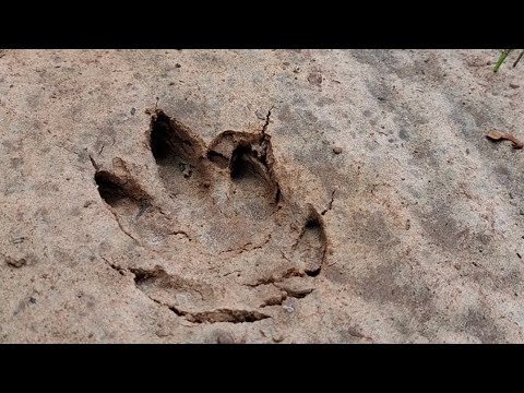 Hoje a aventura foi em busca da CASTANHA DO PARÁ | 2025