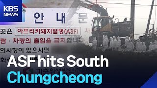 ASF hits South Chungcheong / KBS  2025.11.25.