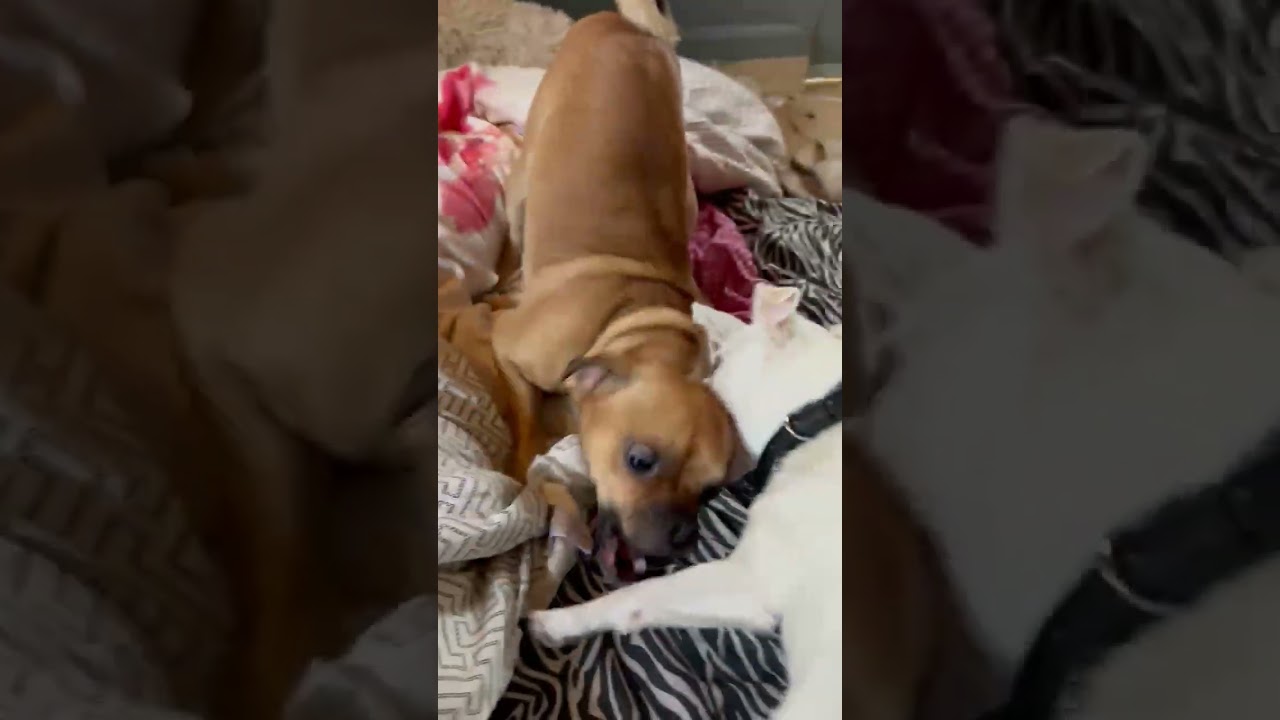 Poncho, a ADOPTABLE mixed breed in Concord, CA video 6/6