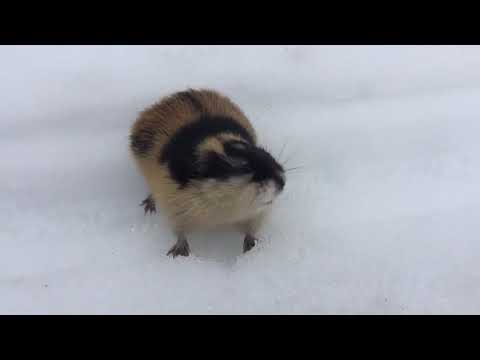 Angry lemming screams at man in Russian Arctic