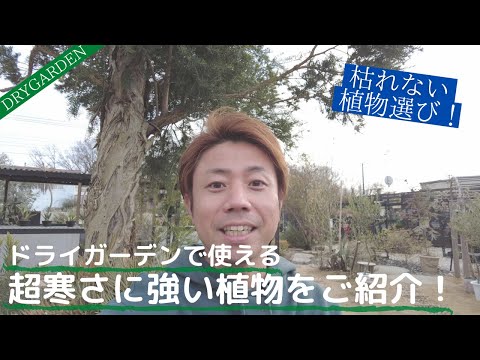耐寒性の花: 冬でも外にいても大丈夫な植物はどれですか?  庭園
