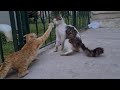 Orange Female Cat Attacks And Slaps Male Cat