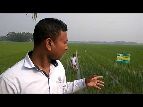 Modern agricultural concept: লাইন- লোগো-পার্চিং
