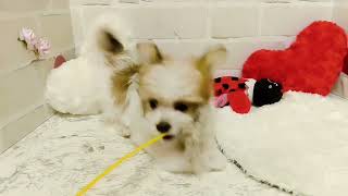 ハーフ犬の動画02