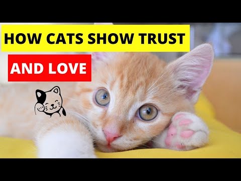 how cats show they trust you and love you