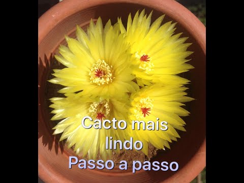 , title : 'Como cuidar de cactos?como fazer cacto Paródia Ottonis florir?dicas fáceis para florir cactos'