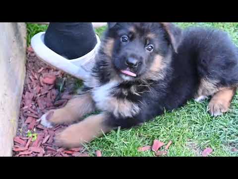 Elton von Blankanera puppies 40 days old
