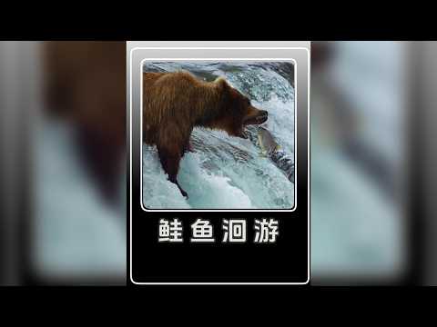 哪怕身體爛成腐肉，它們也要逆流幾千公裡，鮭魚也要回出生的地方 #鮭魚 #動物科普 #動物紀錄片解說 #動物世界 #動物解說