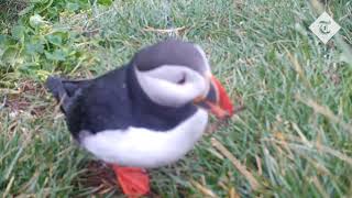 video: Clever puffins spotted using tools in world first for seabirds 