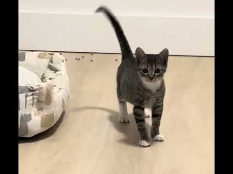 They are unstoppable 🐈I enjoy it #cat #cats #catvideo 