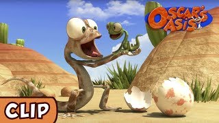 Oscar&#39;s Oasis - Baby Lizard | HQ | Funny Cartoons