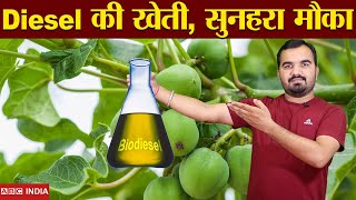 Jatropha Farming बढ़ी मांग | लाखों कमाएं | BioDiesel Farming in India | Best earning farming #kheti