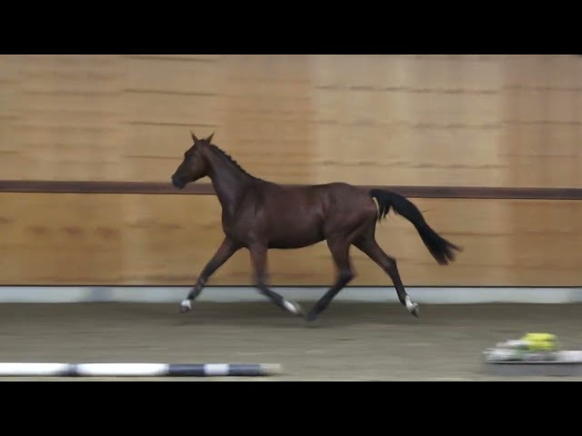 gaits