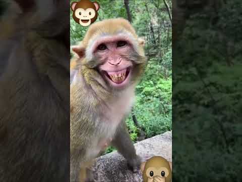 Monkey smile Mp4 3GP Video & Mp3 Download unlimited Videos Download -  