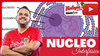 núcleo interfásico