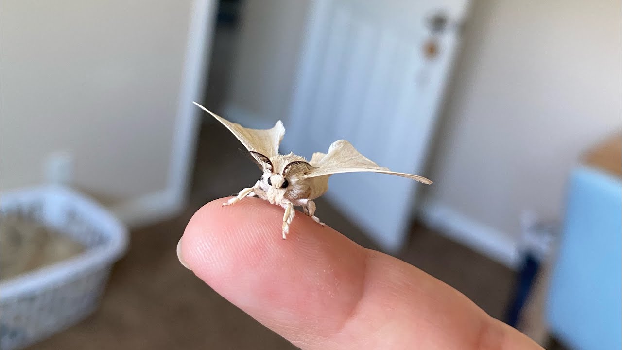 What is the most common silk moth? Knowligent