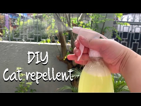 Homemade Stray Cat repellent | HOME REMEDY | wanderm0mma