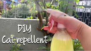Homemade Stray Cat repellent | HOME REMEDY | wanderm0mma