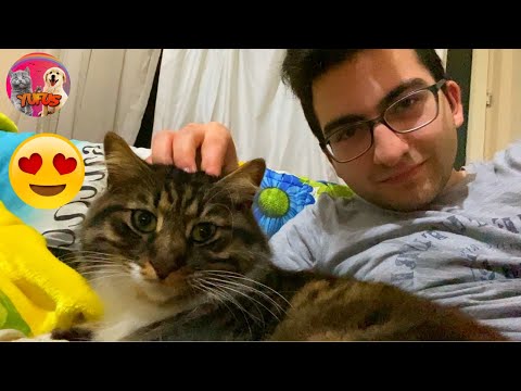 My cute cat Mazlum came and lay next to me.She was purring | YUFUS