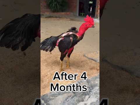 After 4 months #aseelmurga #aseelmurgafarm #chickenbreeds #myfarmupdateaseel #chicken #chickentypes