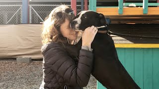 Know These Things Before Adopting Your Next Dog From The Shelter