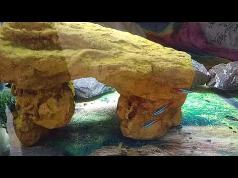 Turtle penthouse tank with fish mates