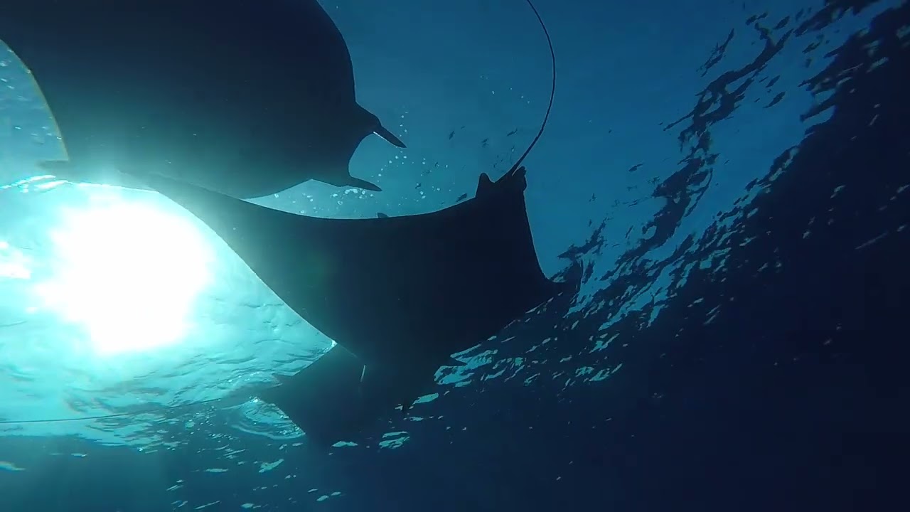 Spinetail devil ray (Mobula mobular) c) Matt Lapinski
