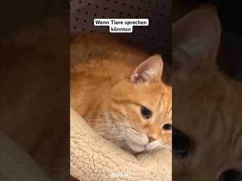 Wenn Tiere sprechen könnten #animals #dog #hund #katze #tiere #d4tlars #funny #lol #lustig #süß