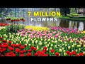 The World S Biggest Flower Garden 4K Walk In Keukenhof Netherlands