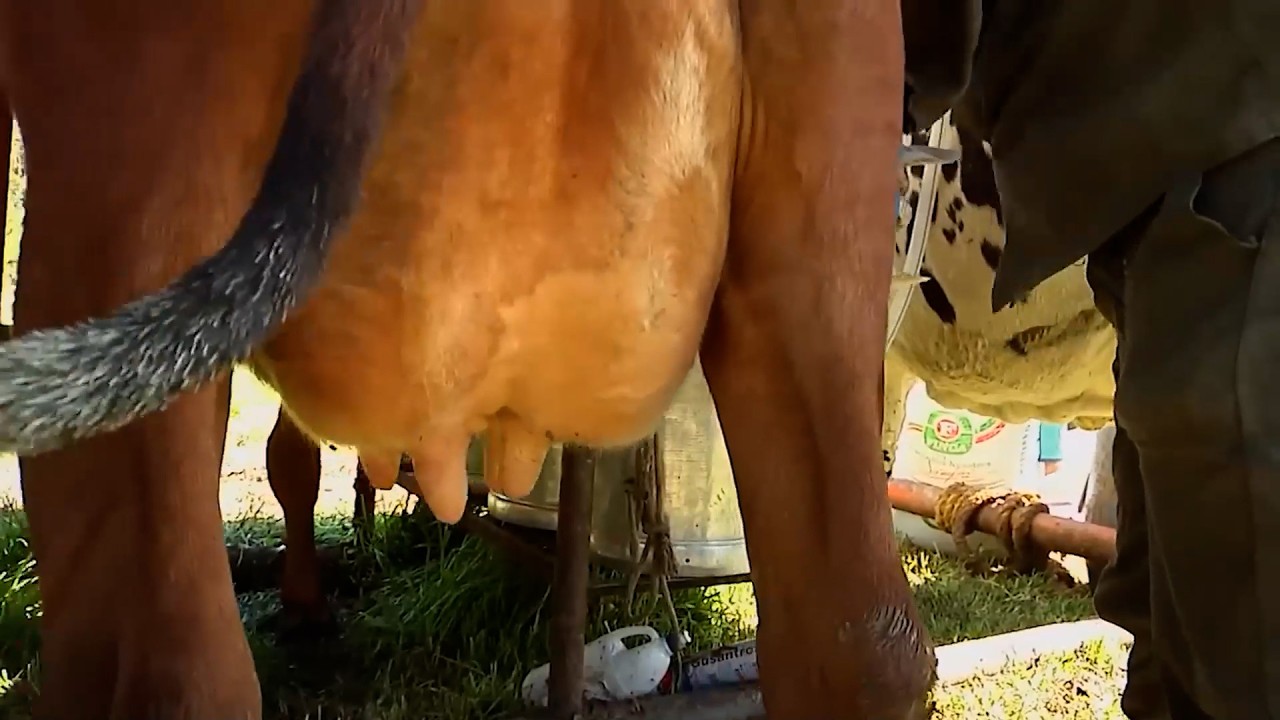 LECHERIA SOSTENIBLE CON AYRSHIRE Y CRUCES EN LECHERIA ESPECIALIZADA CON HOLSTEIN NORMANDO   GUASCA