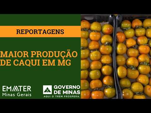Maior Produção de Caqui de Minas Gerais.