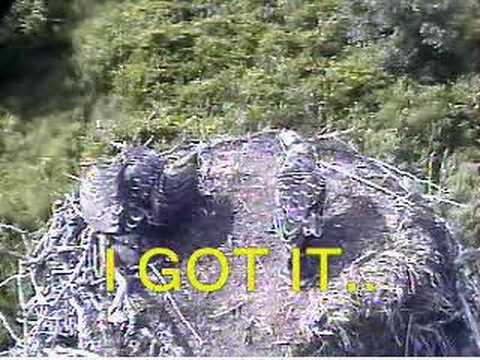 Osprey Dennis brings in Koi and drops it