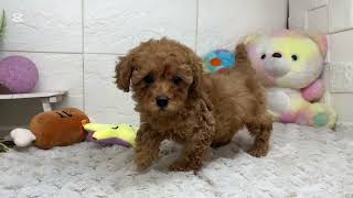 トイプードルの動画01