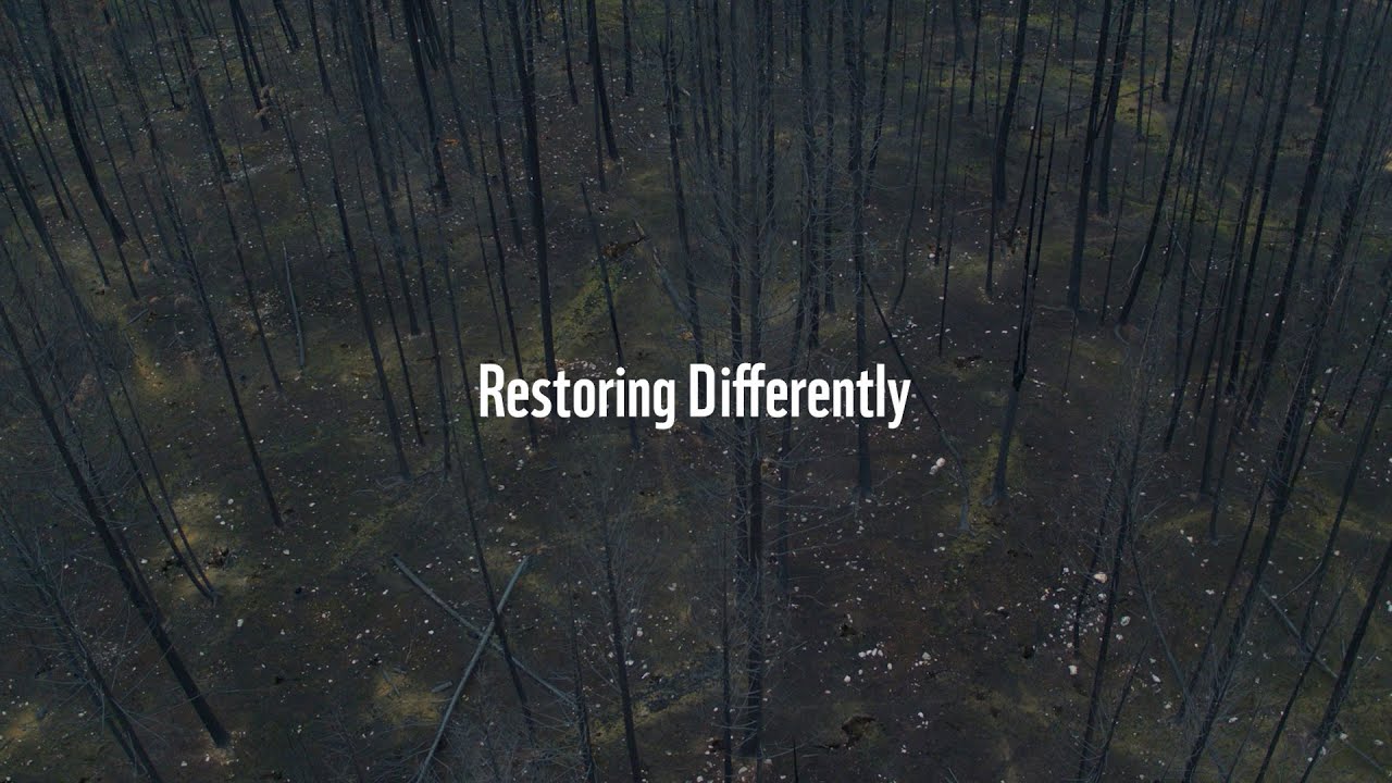 Restoring differently after wildfires [Extended]
