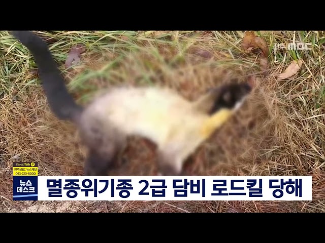 멸종위기종 담비 로드킬