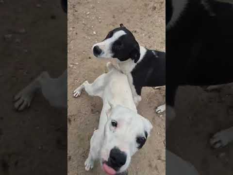 Vídeo de EDIKO