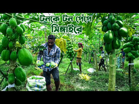দেশসেরা পেঁপে মানিকগঞ্জের সিঙ্গাইরে || Panorama Documentary