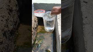 Download lagu There are lots of fish in the gutter #catching mp3