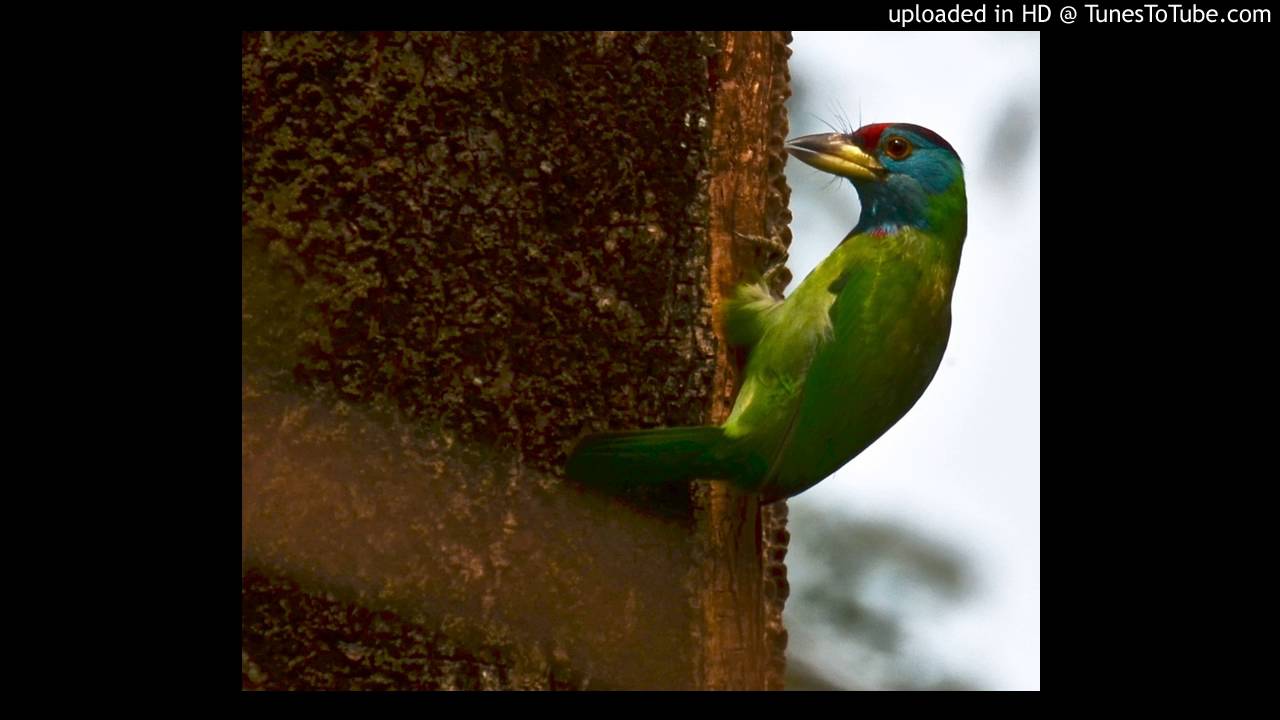 Vanathil Vanna Malargal Lyrics  | Oru Oorla | Rita | Ilaiyaraaja