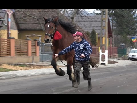 Caii lui Sile de la Iclod, Cluj - 2021 Nou!!!