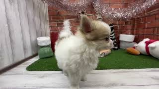 ハーフ犬の動画01