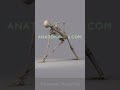 Trikonasana Triangle Pose 360 Bone Anatomy Fly Around